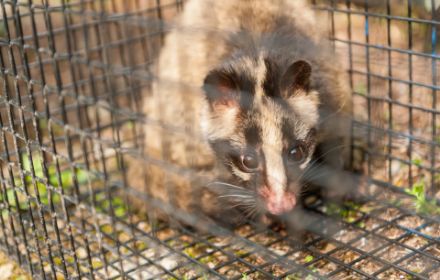 山本郡三種町の害獣駆除